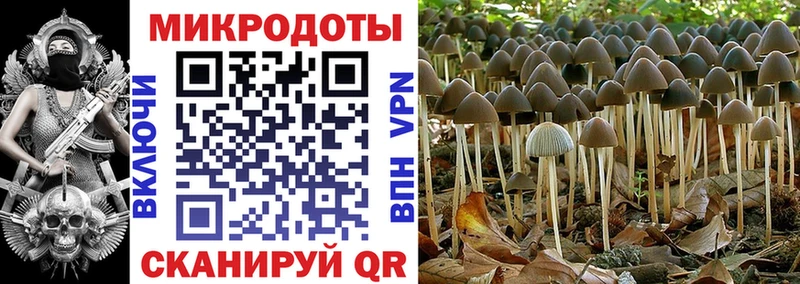 мега онион  сколько стоит  Белебей  Псилоцибиновые грибы Psilocybe 